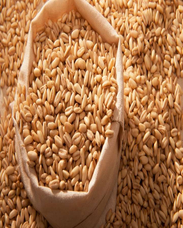 Barley